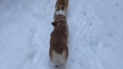 dogs marching in formation