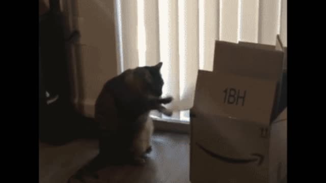 Boxing cat gif video