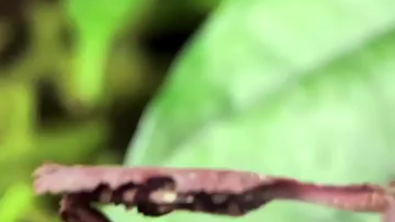 The Stick Insect, Hermagoras Sigilatus