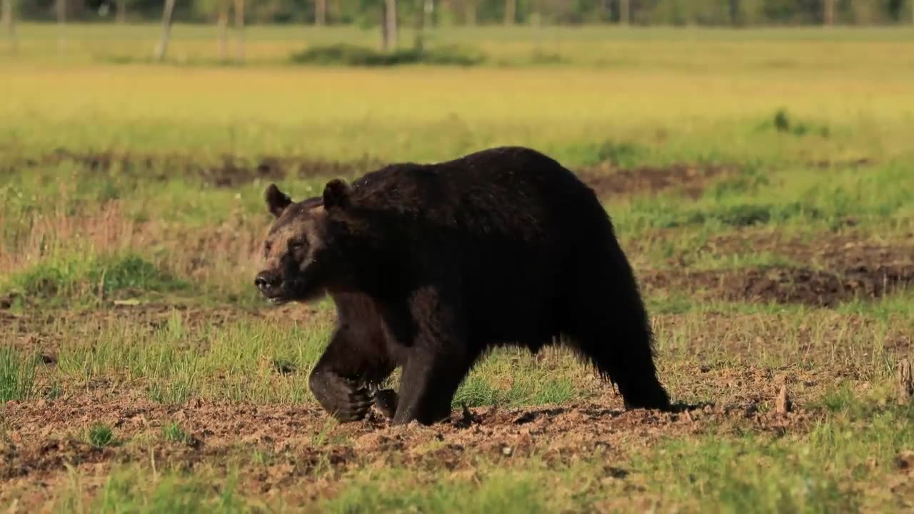 Animal video