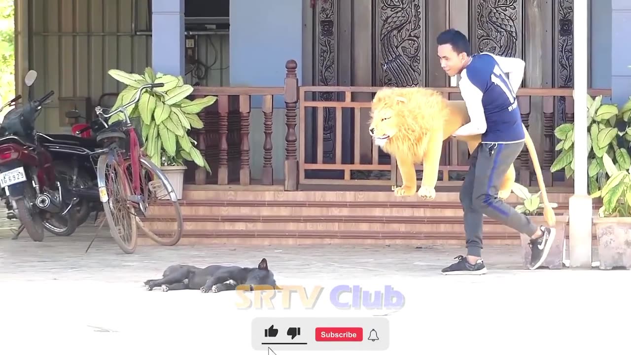 Lion prank with dogs 😁😁