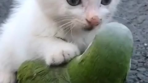 Cat Playing with Parrot