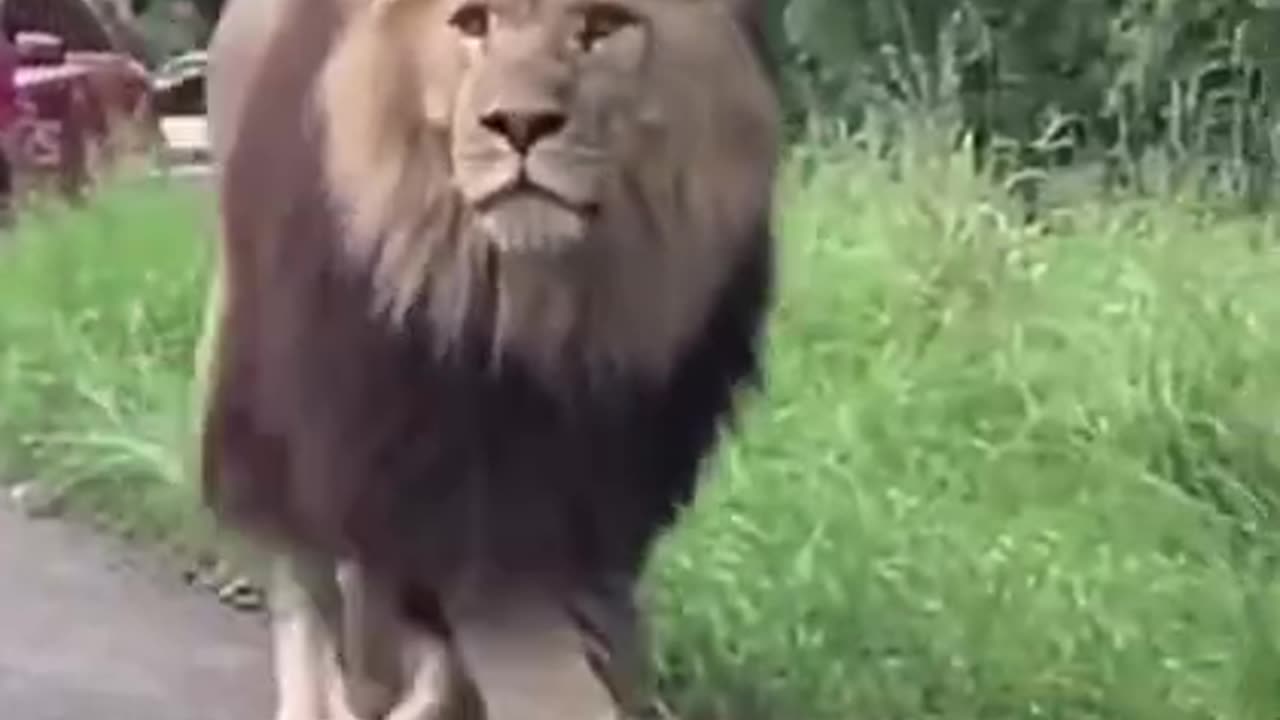 Gorgeous King of The Jungle, His Walk is Truly Majestic #shorts #viral #shortsvideo #video