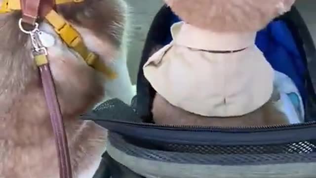 dogs show how to wait for the lift