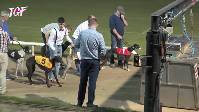 Greyhound racing in Ireland - Track race