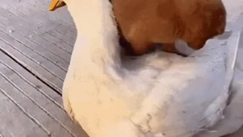 Cute Animal Gif 💗