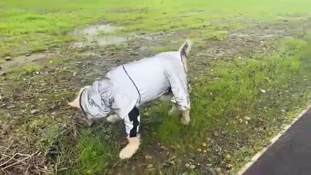 Adorable Baby Girl Walks Her Dog! Phil Got A Coat For His Alopecia!! (So Cute!)