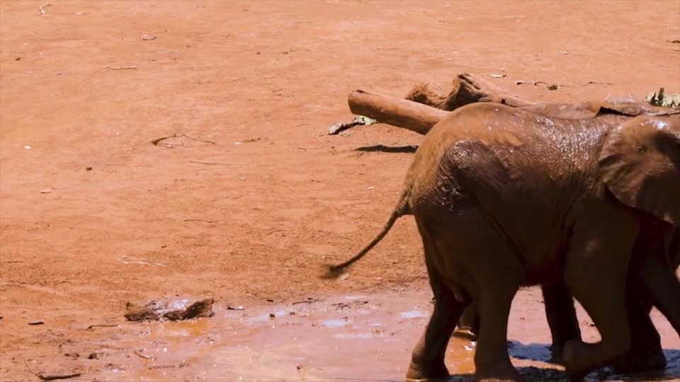 Little elephants play in the mud