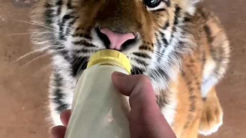 Cute tiger drinking milk