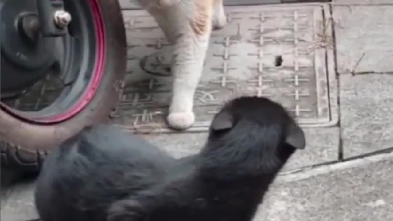 Cat catches her sneaky partner cuddling with another feline