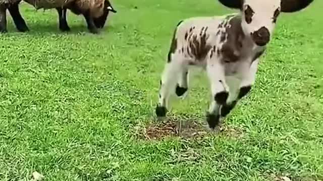 Lamb jump jump