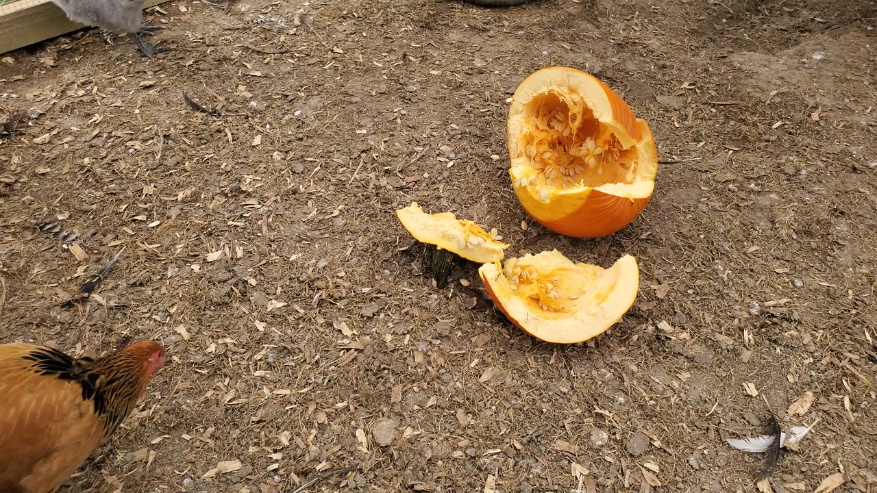 The Chickens and the Pumpkin - Chapter 1