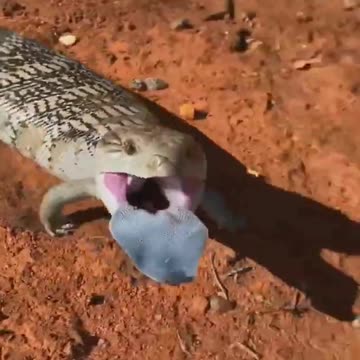 The defense of a blue-Tongued skink is well... | wildlife animals |