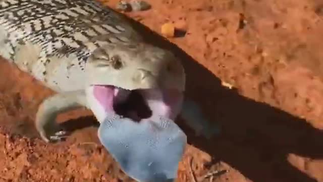 The defense of a blue-Tongued skink is well... | wildlife animals |