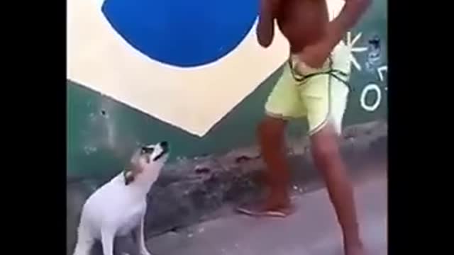 cute dog dancing video