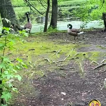 GEESE ON TURTLE ISLAND!