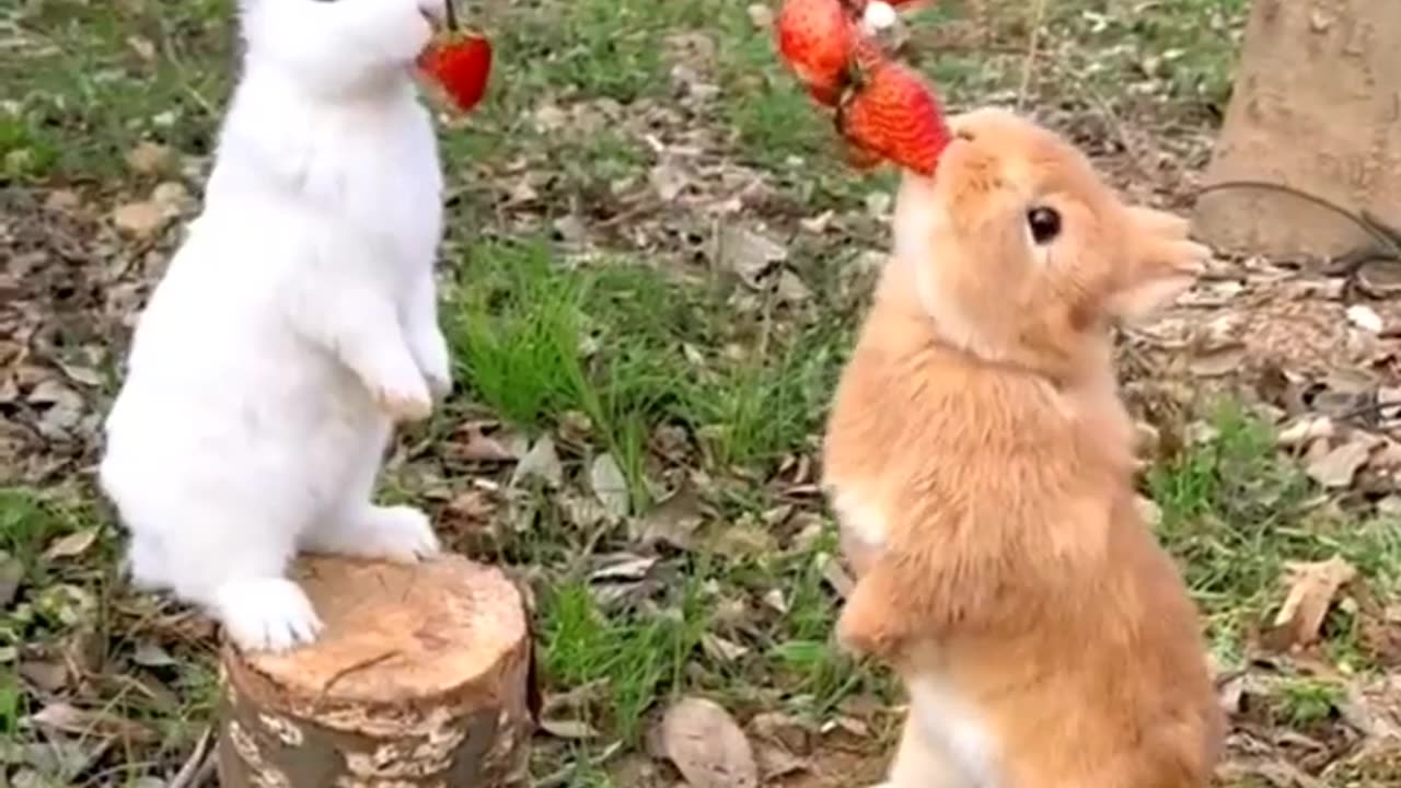 FUNNY RABBIT & CAT.