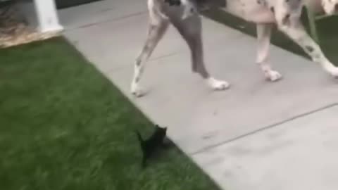 Funny animal