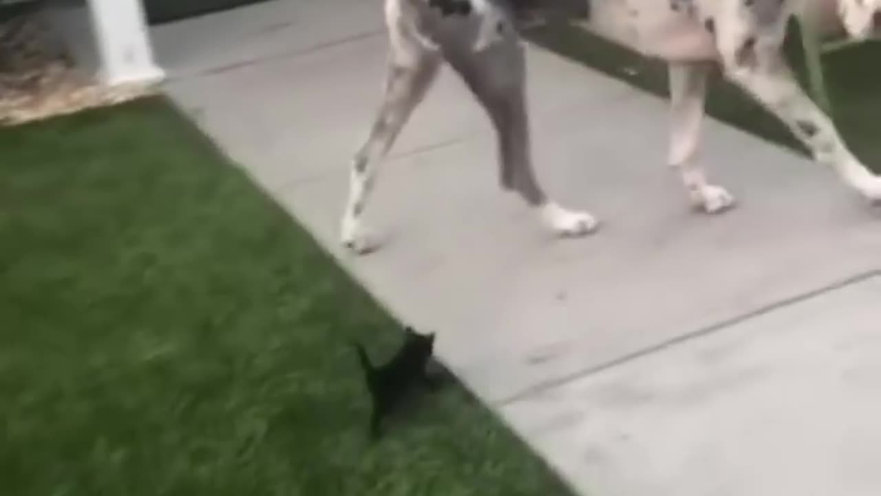 Funny animal