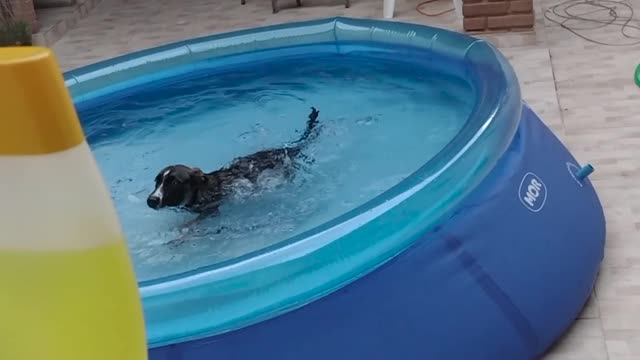 Pup Plays in Swimming Pool