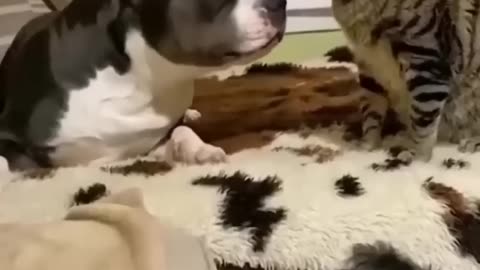 Funny Animal Videos 2023 😂 - Funniest Cats And Dogs Video 😺