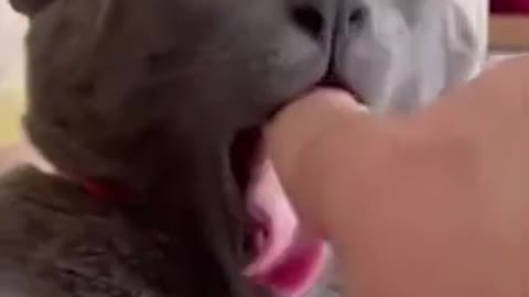 funny cat and dogs video enjoy it.