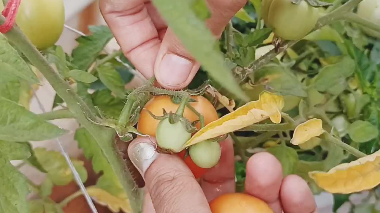 Terrace Gardening