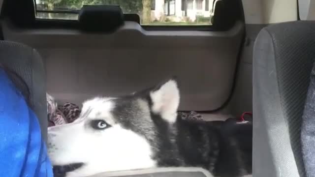 A dog that drives behind.
