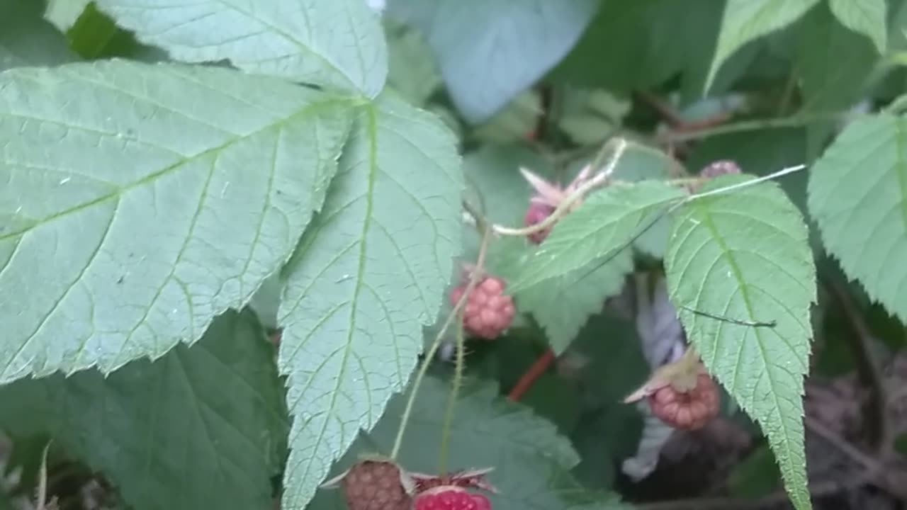 Raspberries