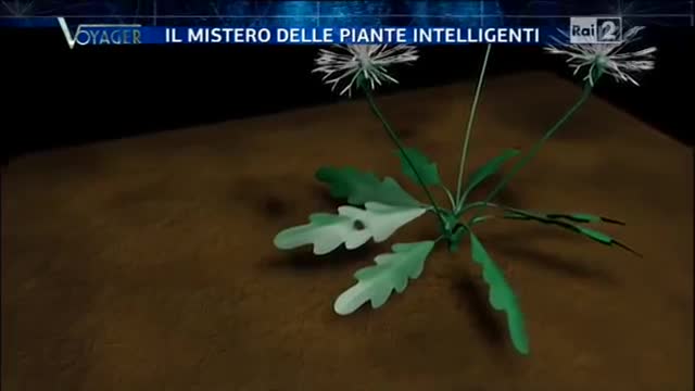 Voyager - I Segreti Delle Piante