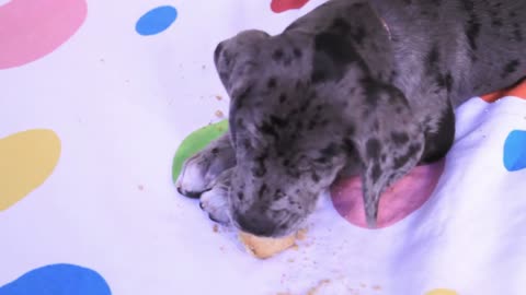 Puppy Eating Cupcake