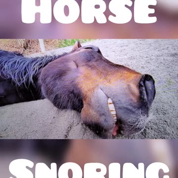 Snoring Horse 😂😂 Yes ... they do lay down to sleep 😂😂
