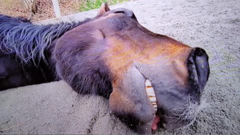 Snoring Horse 😂😂 Yes ... they do lay down to sleep 😂😂