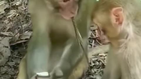 Funny monkey