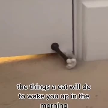 ☕ Take a break 🐈‍⬛