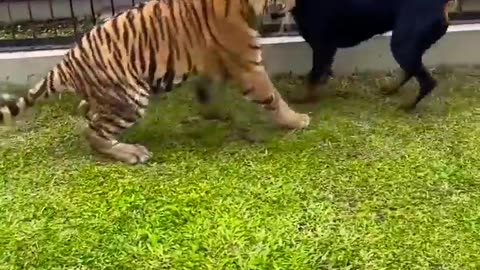 Dog and Tiger Play fighting