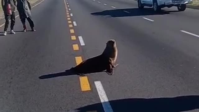 A seal spotted along Jakes Gerwel Drive and Klipfontein Road in Cape Town