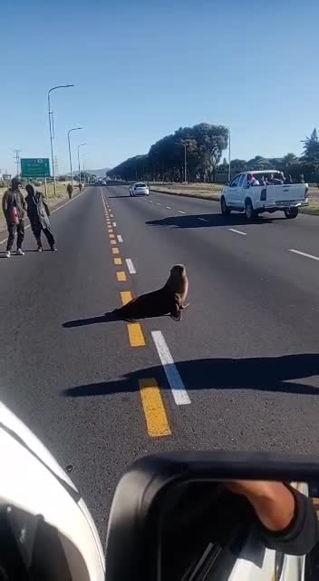 A seal spotted along Jakes Gerwel Drive and Klipfontein Road in Cape Town