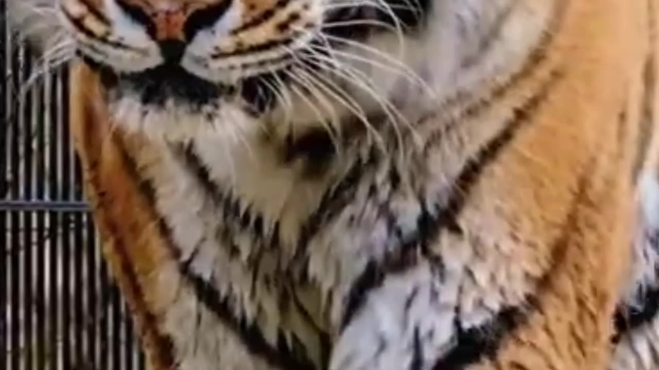 New tigar funny videos viral veri amening short