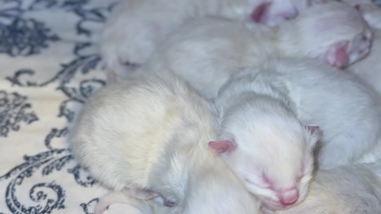 Sleeping Pile of Newborn Kittens