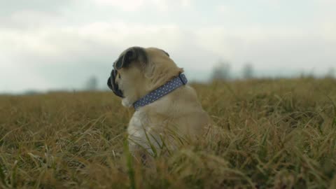 dog enjoying the landscape