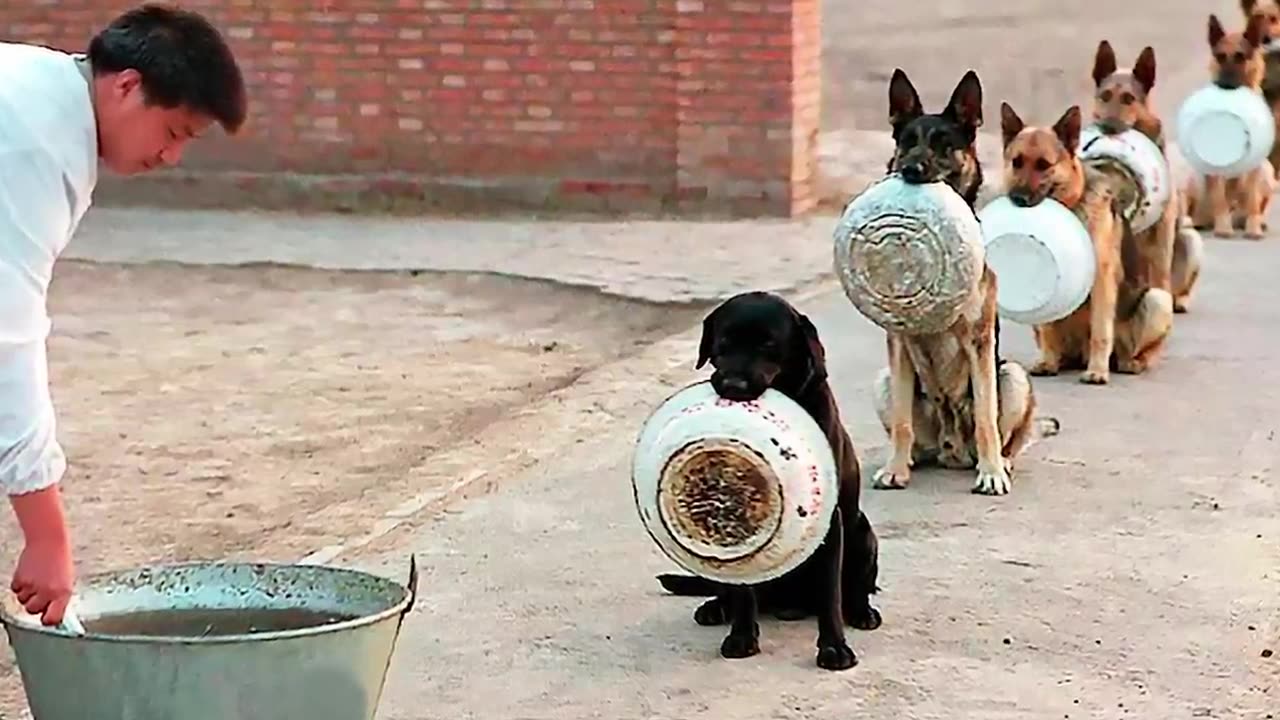 SMART AND TRAINED DOGS