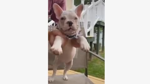 Funny Animal Videos Part 8 || Funny Dog Videos Compilation 2022 . Very Cute Animal