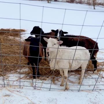 Goats are out in the snow