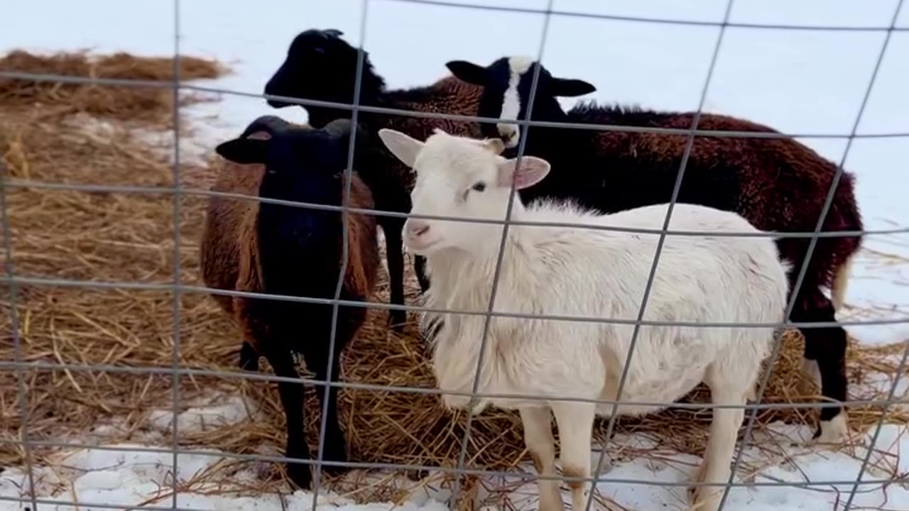 Goats are out in the snow