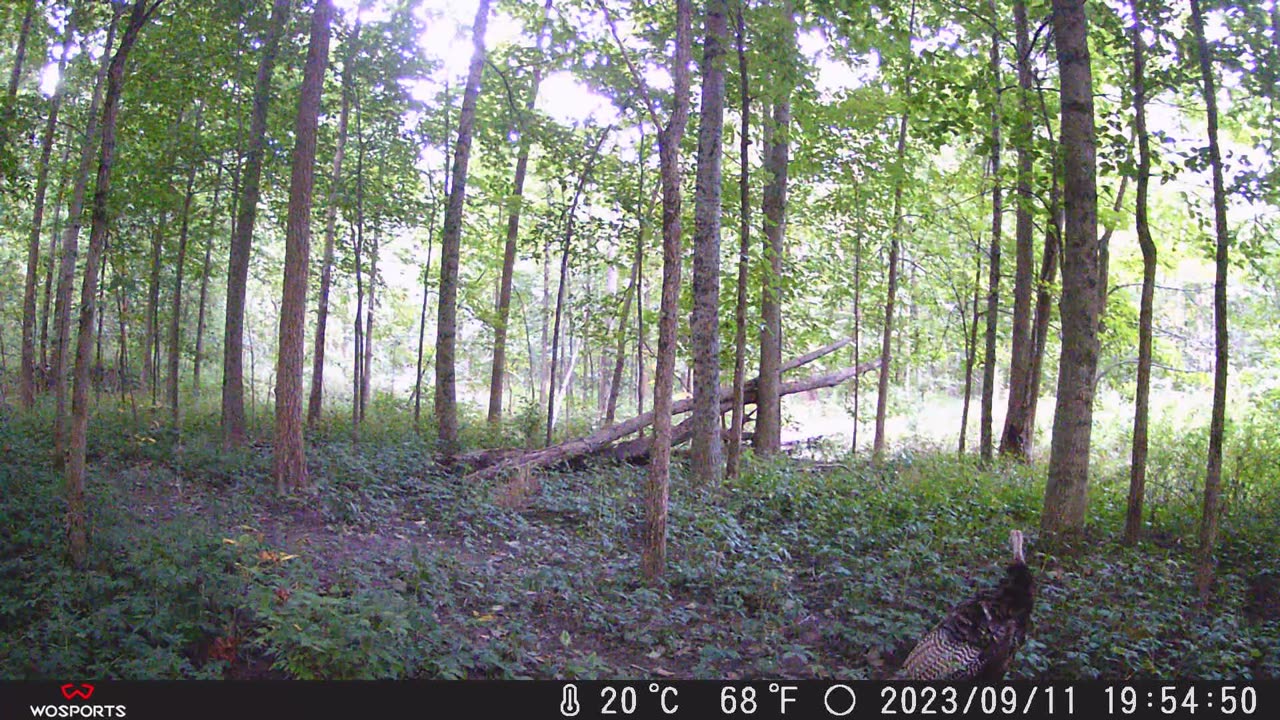 Buckley trail cams 9.18.23