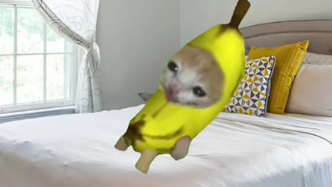 little banana cat cried elgato