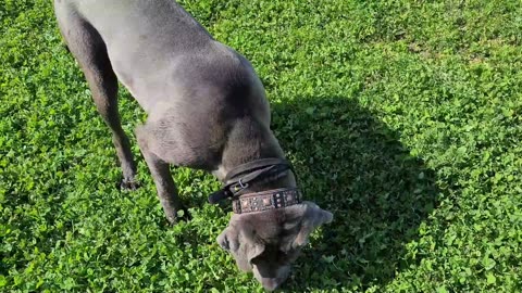 Bruce Rewarded for doing Good with a bunch of tasks