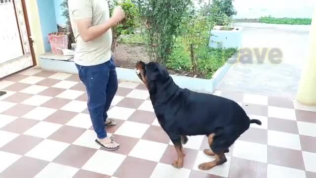 Today in this video I am telling you about the training of rottweiler.