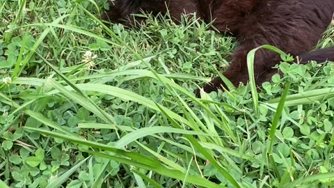 Cute Cat Video